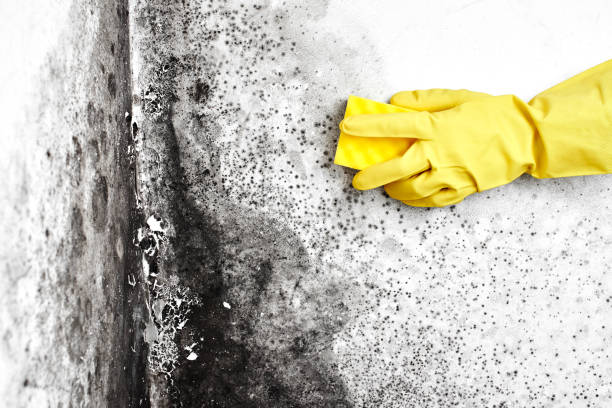 Trusted Orange, CA Mold Removal Experts